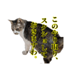 キジ白ばぁばの無心撃退スタンプ（個別スタンプ：2）