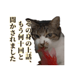 キジ白ばぁばの無心撃退スタンプ（個別スタンプ：5）
