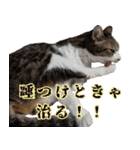 キジ白ばぁばの無心撃退スタンプ（個別スタンプ：6）
