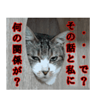 キジ白ばぁばの無心撃退スタンプ（個別スタンプ：9）