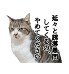 キジ白ばぁばの無心撃退スタンプ（個別スタンプ：10）