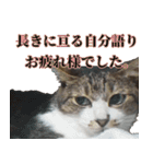 キジ白ばぁばの無心撃退スタンプ（個別スタンプ：12）
