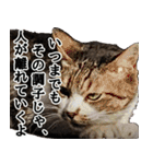 キジ白ばぁばの無心撃退スタンプ（個別スタンプ：16）