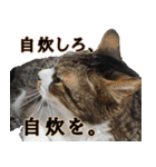 キジ白ばぁばの無心撃退スタンプ（個別スタンプ：23）