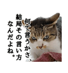 キジ白ばぁばの無心撃退スタンプ（個別スタンプ：26）