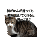 キジ白ばぁばの無心撃退スタンプ（個別スタンプ：28）