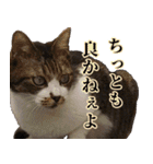 キジ白ばぁばの無心撃退スタンプ（個別スタンプ：30）