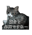 キジ白ばぁばの無心撃退スタンプ（個別スタンプ：34）
