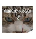 キジ白ばぁばの無心撃退スタンプ（個別スタンプ：35）