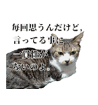 キジ白ばぁばの無心撃退スタンプ（個別スタンプ：37）