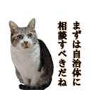 キジ白ばぁばの無心撃退スタンプ（個別スタンプ：39）