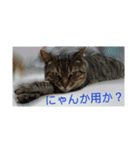 れおるか☆（個別スタンプ：3）