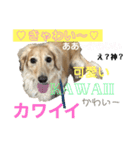 わんぱくダックス！犬の空くん（個別スタンプ：1）