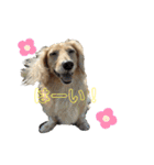 わんぱくダックス！犬の空くん（個別スタンプ：2）