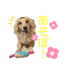 わんぱくダックス！犬の空くん（個別スタンプ：3）