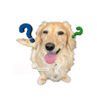わんぱくダックス！犬の空くん（個別スタンプ：4）