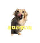 わんぱくダックス！犬の空くん（個別スタンプ：5）