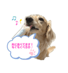 わんぱくダックス！犬の空くん（個別スタンプ：6）
