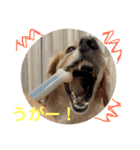 わんぱくダックス！犬の空くん（個別スタンプ：8）