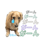 わんぱくダックス！犬の空くん（個別スタンプ：9）