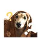 わんぱくダックス！犬の空くん（個別スタンプ：10）