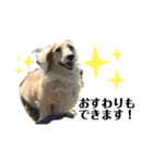 わんぱくダックス！犬の空くん（個別スタンプ：11）