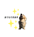 わんぱくダックス！犬の空くん（個別スタンプ：12）