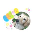 わんぱくダックス！犬の空くん（個別スタンプ：13）