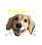 わんぱくダックス！犬の空くん（個別スタンプ：14）
