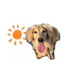 わんぱくダックス！犬の空くん（個別スタンプ：15）