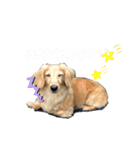 わんぱくダックス！犬の空くん（個別スタンプ：16）