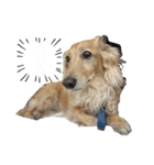 わんぱくダックス！犬の空くん（個別スタンプ：17）