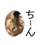 わんぱくダックス！犬の空くん（個別スタンプ：19）