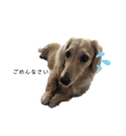 わんぱくダックス！犬の空くん（個別スタンプ：21）