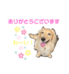 わんぱくダックス！犬の空くん（個別スタンプ：22）
