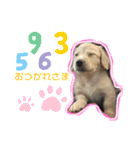 わんぱくダックス！犬の空くん（個別スタンプ：23）