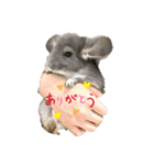 チンチラバイオレットのちろたん（個別スタンプ：1）