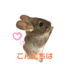 チンチラバイオレットのちろたん（個別スタンプ：4）