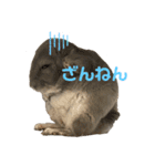 チンチラバイオレットのちろたん（個別スタンプ：5）