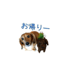 ダックス・イタグレ日常スタンプ（個別スタンプ：7）