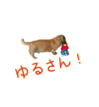 ダックス・イタグレ日常スタンプ（個別スタンプ：13）