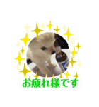 チワワの甘え上手なアゲハ嬢♡（個別スタンプ：2）