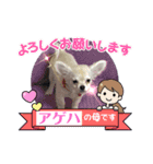 チワワの甘え上手なアゲハ嬢♡（個別スタンプ：3）