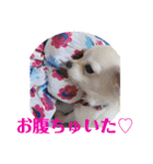 チワワの甘え上手なアゲハ嬢♡（個別スタンプ：8）