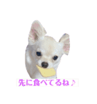 チワワの甘え上手なアゲハ嬢♡（個別スタンプ：9）
