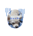 チワワの甘え上手なアゲハ嬢♡（個別スタンプ：11）