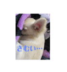 チワワの甘え上手なアゲハ嬢♡（個別スタンプ：12）