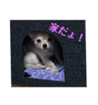 チワワの甘え上手なアゲハ嬢♡（個別スタンプ：14）