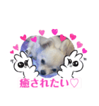 チワワの甘え上手なアゲハ嬢♡（個別スタンプ：16）
