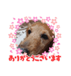 ダックスモカさん（個別スタンプ：15）